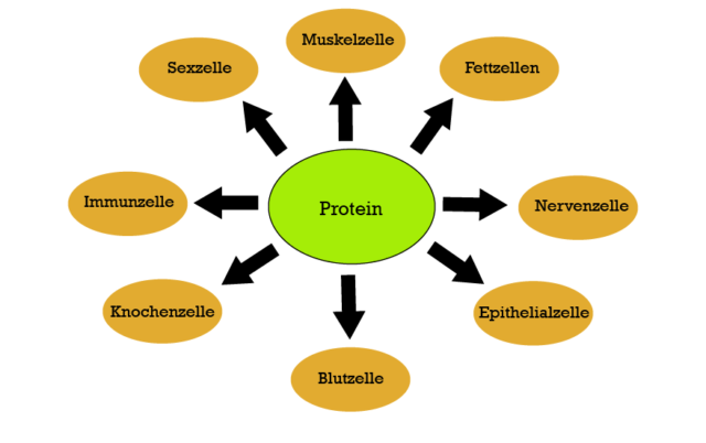 Die verschiedenen Aufgaben von Eiweiß in unserem Körper.