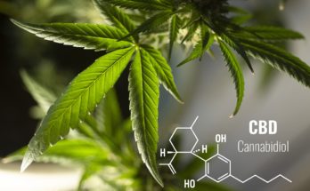leaves, cannabis, plant