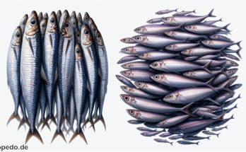 Unterschied Sardinen Sardellen
